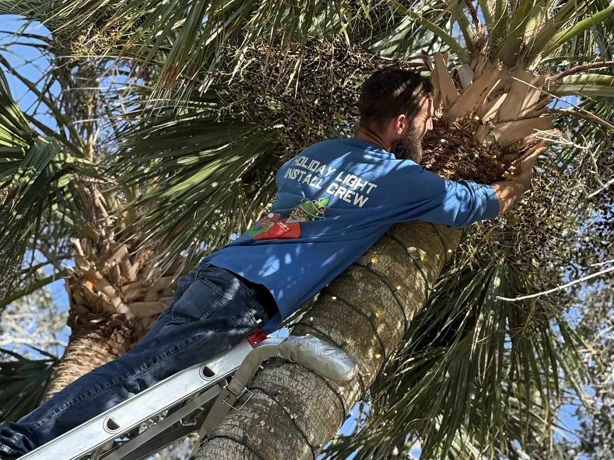 Green Life holiday light crew member on a ladder working at the top of a palm tree