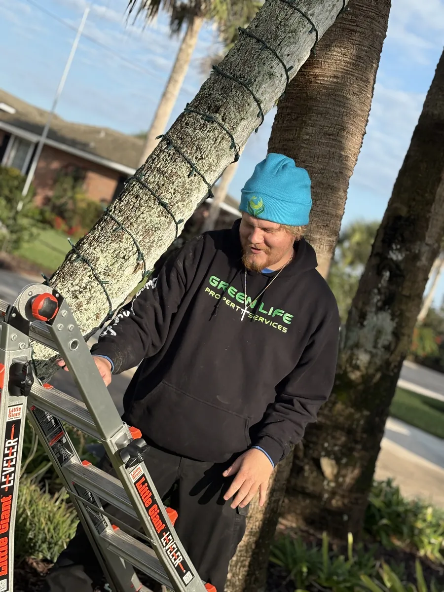 Green Life crew member with a ladder beside a palm trunk wrapped in light strands